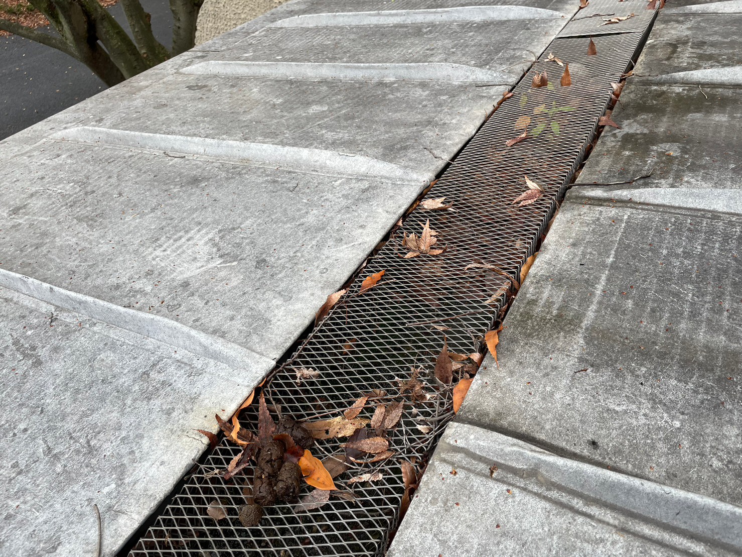 屋根及び雨とい掃除 