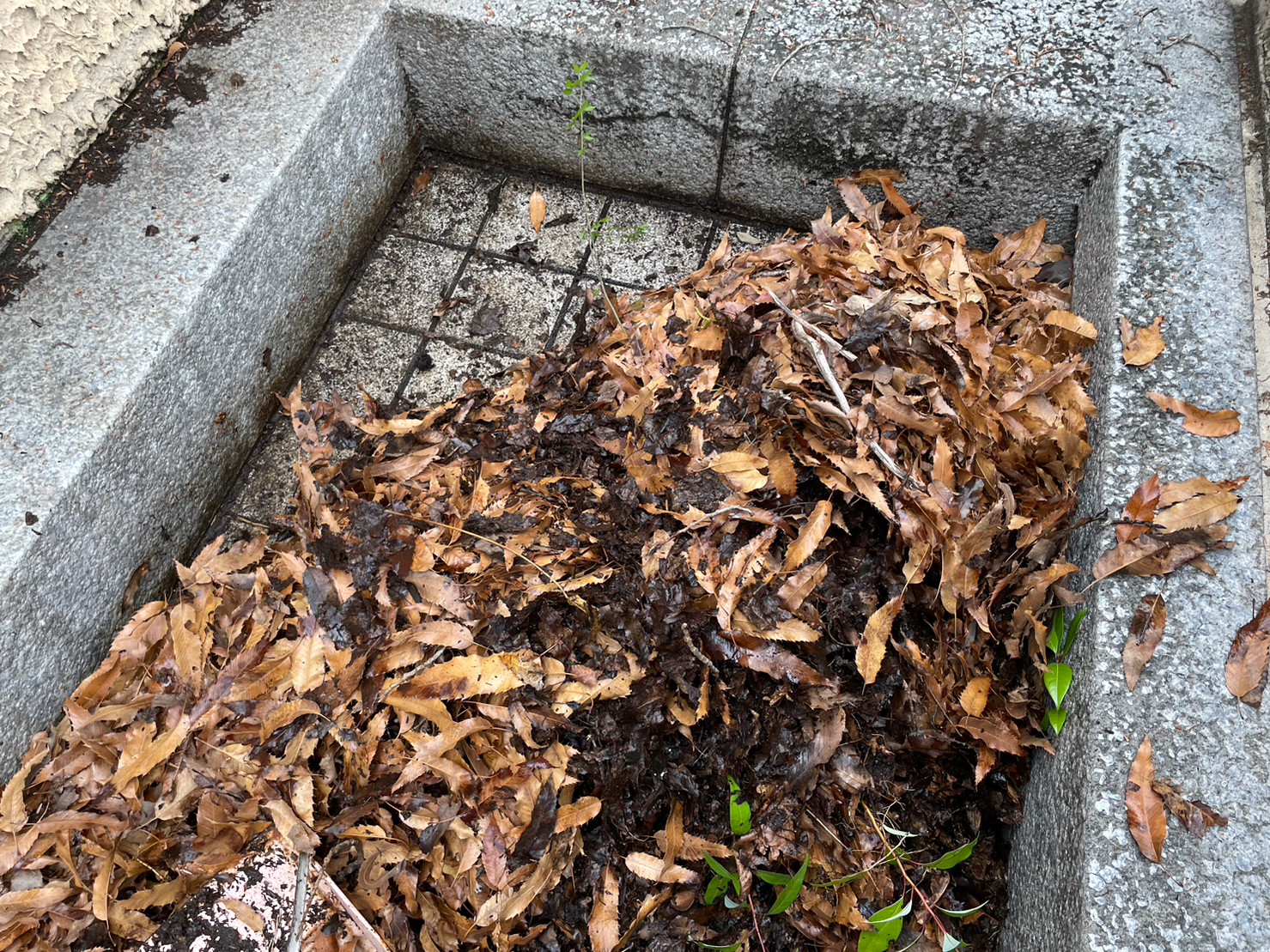 屋根及び雨とい掃除 